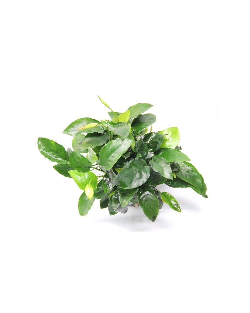 Anubias barteri var. Nana Bigfoot XL Anubias barteri var. Nana “Big...