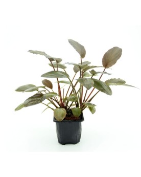 Lagenandra Meeboldii Red - XL  Lagenandra Meeboldii Red -  XL Pot X...