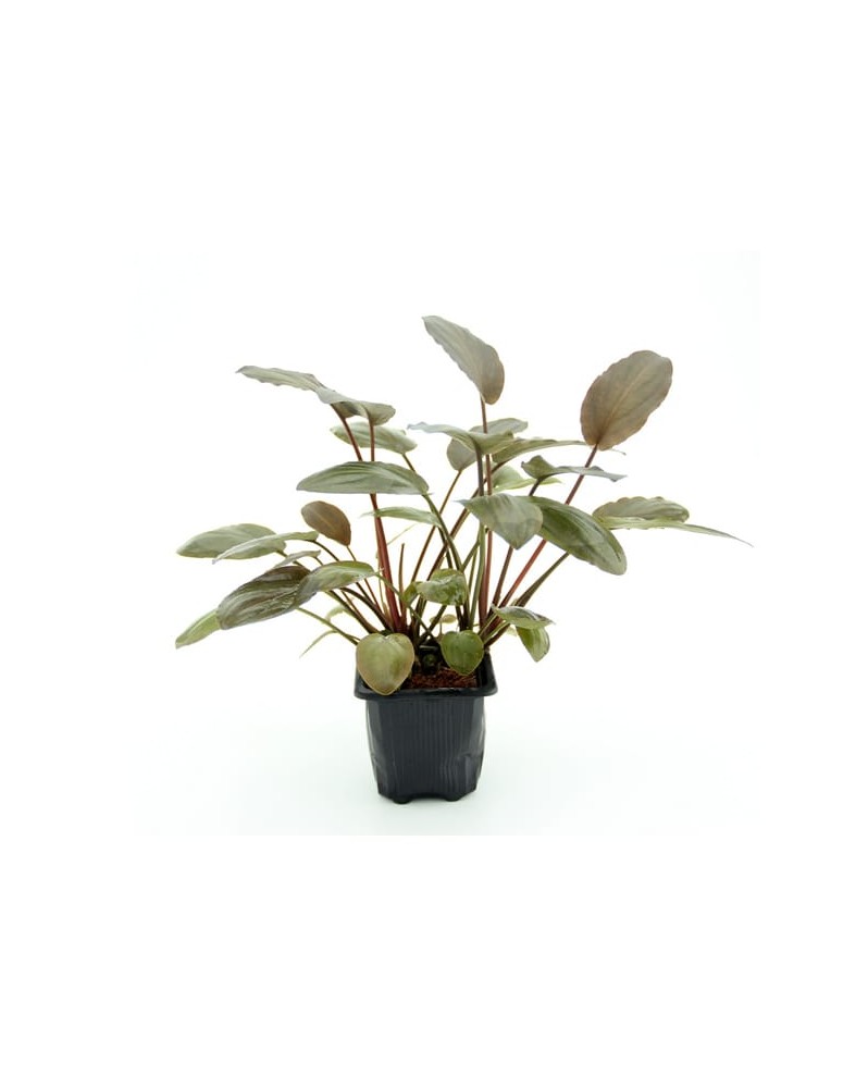 Lagenandra Meeboldii Red - XL  Lagenandra Meeboldii Red -  XL Pot X...