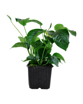 Anubias barteri XXL Anubias barteri XXL – Tropica Apportez une touc...