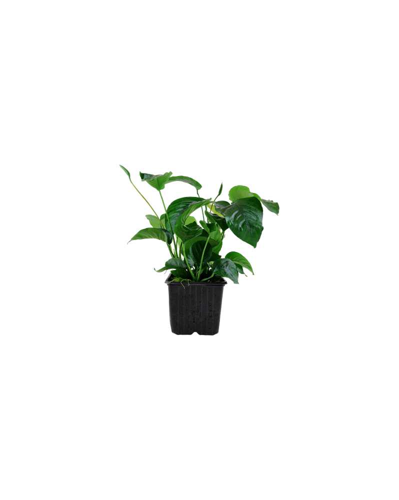 Anubias barteri XXL Anubias barteri XXL – Tropica Apportez une touc...