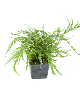 Bolbitis Heudelotii XL - En Pot Bolbitis Heudolotii en pot. Le Bolb...