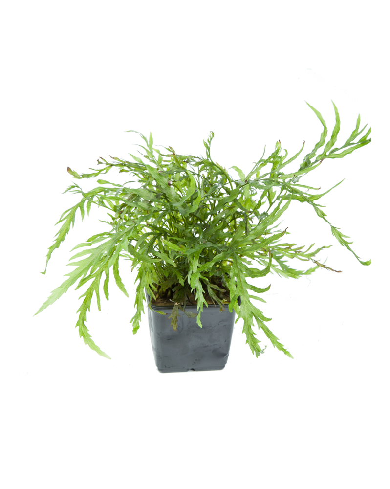 Bolbitis Heudelotii XL - En Pot Bolbitis Heudolotii en pot. Le Bolb...