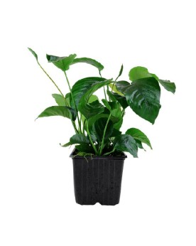 Anubias barteri var. caladiifolia XL - En Pot  Anubias barteri var....