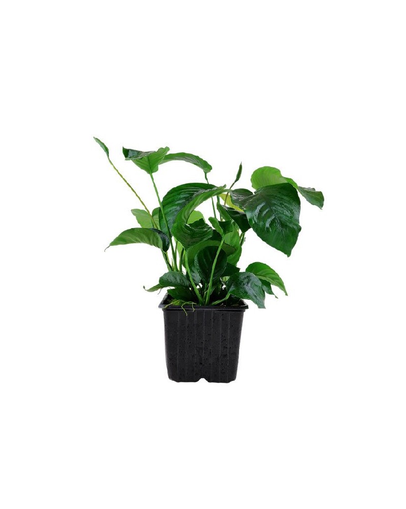 Anubias barteri var. caladiifolia XL - En Pot  Anubias barteri var....