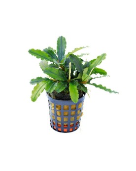 Bucephalandra Theia Green - en pot Bucephalandra Theia Green – en p...