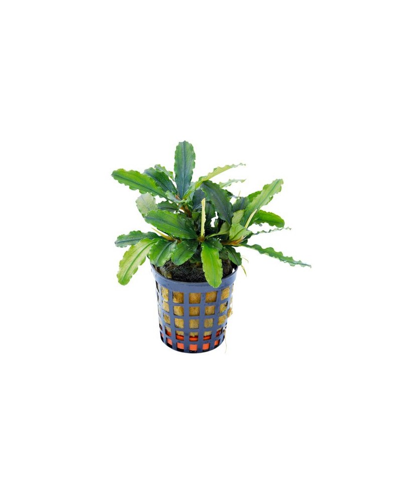 Bucephalandra Theia Green - en pot Bucephalandra Theia Green – en p...