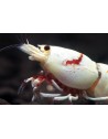 Caridina Pure Red Line K14 - corps blanc, pattes colorées