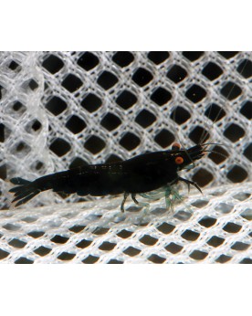 Neocaridina davidi - Black Rose Orange Eyes Black rose Orange Eyes ...
