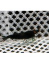 Crevette Black Rose Orange Eyes - juvénile 1-1,5 cm