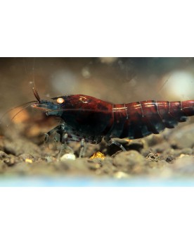 Tiger Deep Blue (Rusty) Shrimp Tiger Deep  Blue Shrimp Deep Blue Ti...