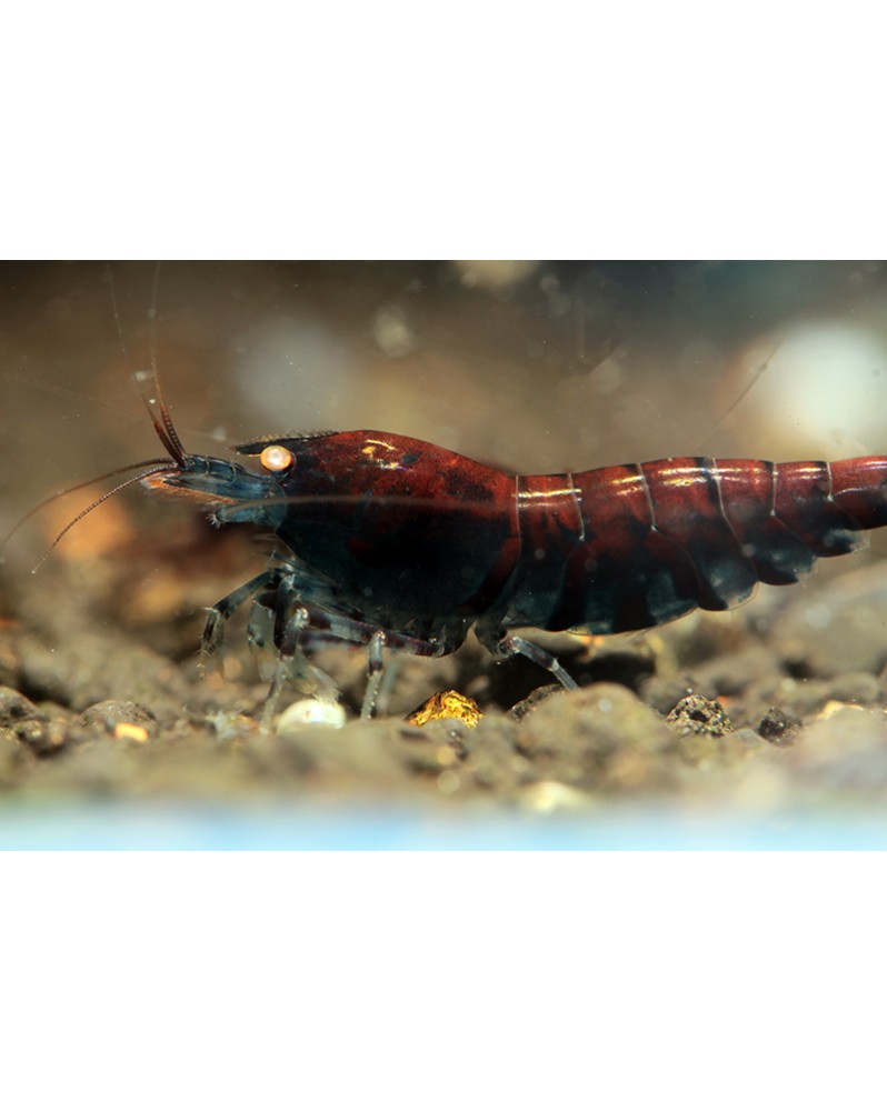 Tiger Deep Blue (Rusty) Shrimp Tiger Deep  Blue Shrimp Deep Blue Ti...