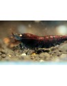 Caridina Mariae - Tiger Deep Blue (Rusty) Shrimp (Elev. France)