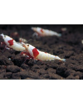 Crystal Red - Pure Red Line Hinomaru - HQ  Caridina Pure Red Line H...