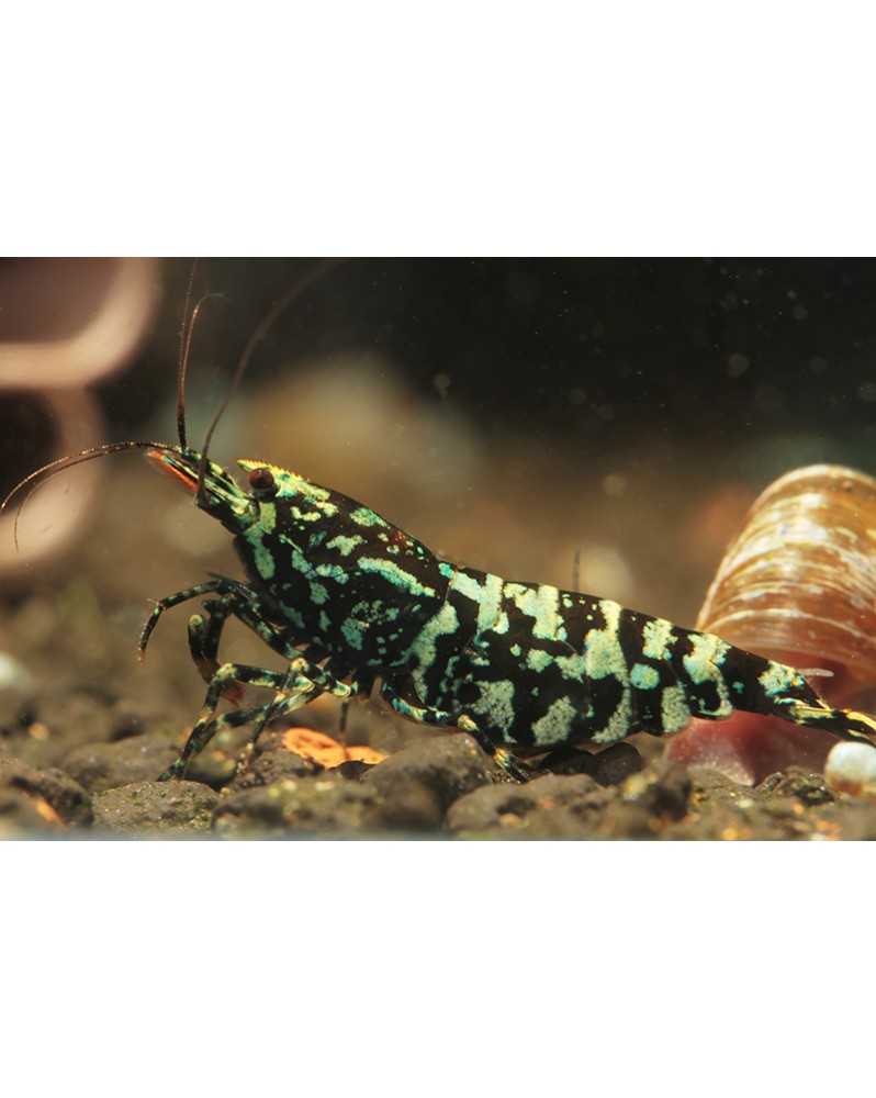 Caridina SnowFall Black - High * Possibilité de choix sur photo, no...