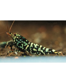 Caridina SnowFall Black- Mid Caridina sp Snow Fall Mid Très belle s...