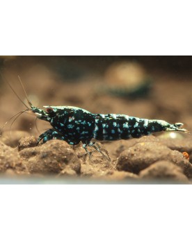 Caridina Wicked Stardust - Mid Caridina sp Wicked Stardust Très bel...