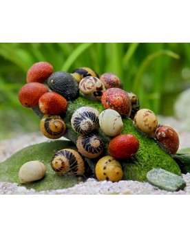 Clithon sp. Fancy Mix