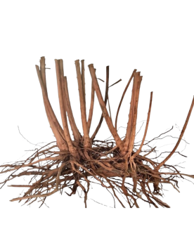 Riverest - Spikeroot - 30-40cm Racine Spikeroot - 30-40cm. Racines ...