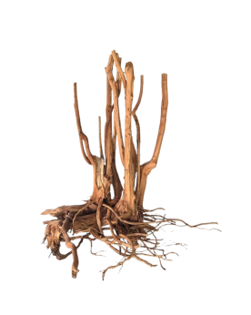 Riverest - Spikeroot - 20-30cm Racine Spikeroot - 20-30cm. Racines ...