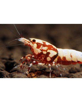 Caridina logemanni - Red Boa Red Boa, belle souche avec spiderleg  ...