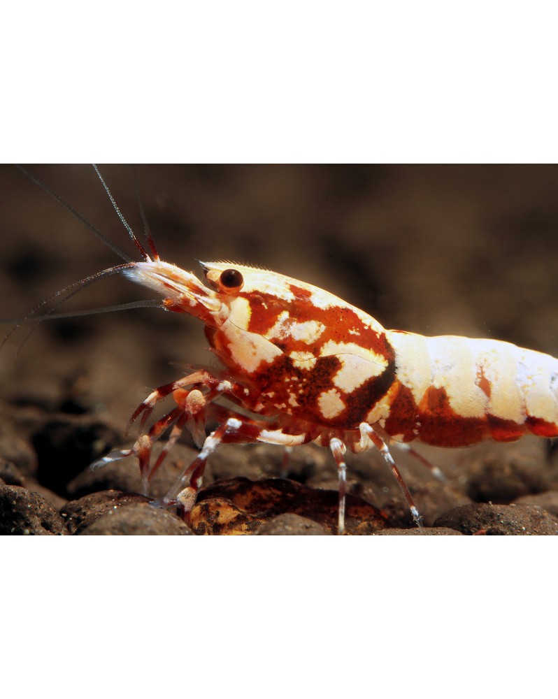 Caridina logemanni - Red Boa Red Boa, belle souche avec spiderleg  ...