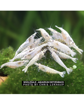 Neocaridina palmata - Snow Storm Neocaridina palmata "Snow Storm" S...