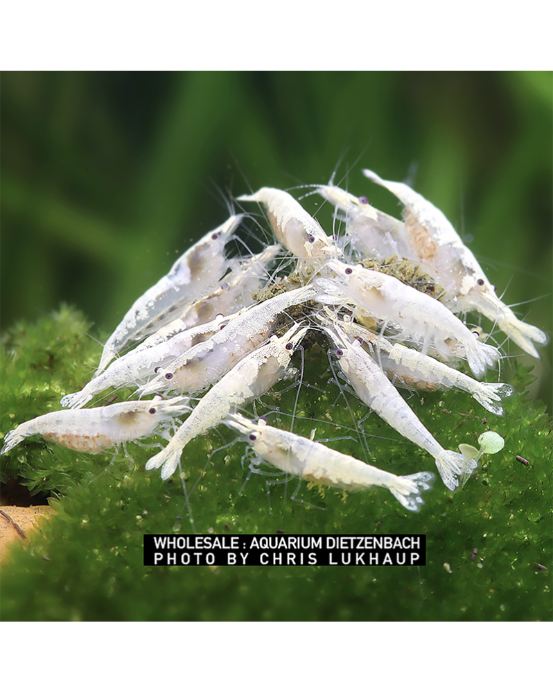 Neocaridina palmata - Snow Storm Neocaridina palmata "Snow Storm" S...