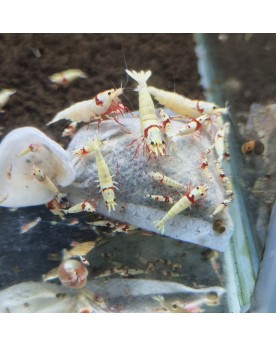 Skaii's Lubao Bag (à l'unité) Skaii’s Lubao Bag est un sachet biolo...