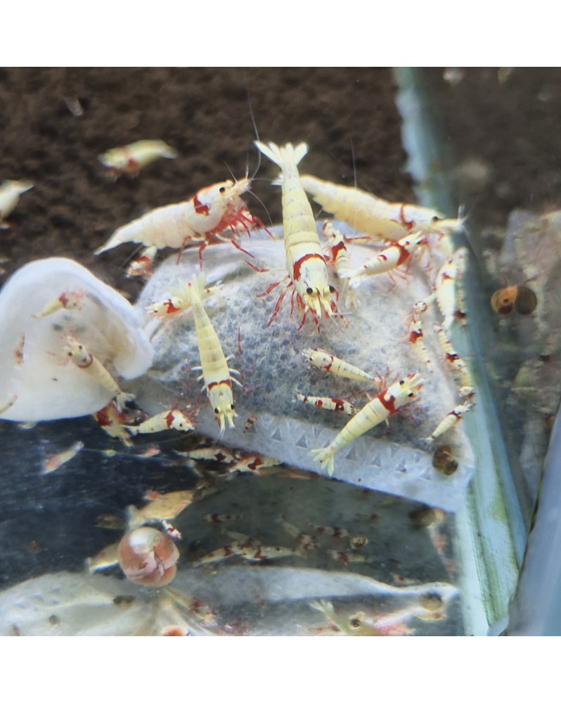 Skaii's Lubao Bag (à l'unité) Skaii’s Lubao Bag est un sachet biolo...