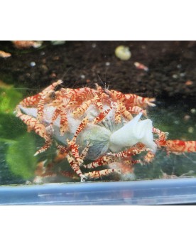 Skaii's Lubao Bag (à l'unité) Skaii’s Lubao Bag est un sachet biolo...