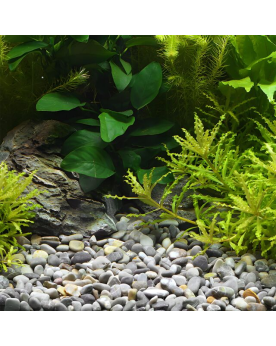 Dennerle Plantahunter Okavango 8-12mm  Gravier 100% naturel. Joli m...