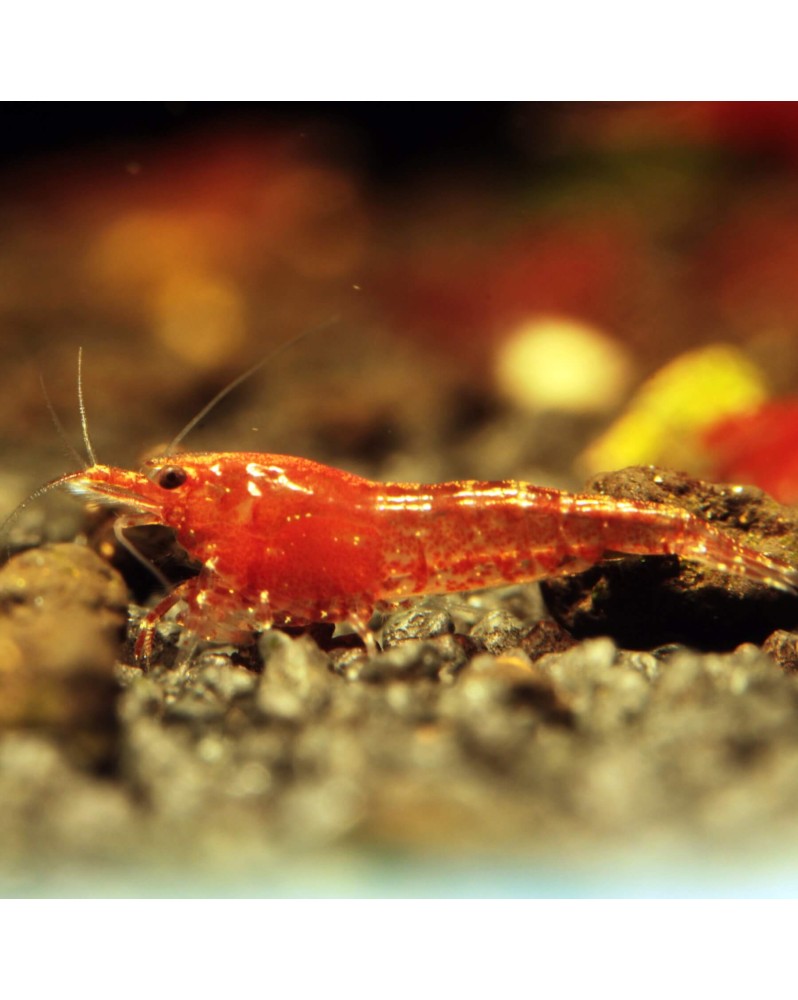 Red Cherry (Bien Rouge) (lot de 10)