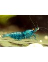Neocaridina davidi - Blue Dream Orange Eyes - Top (Elev. 