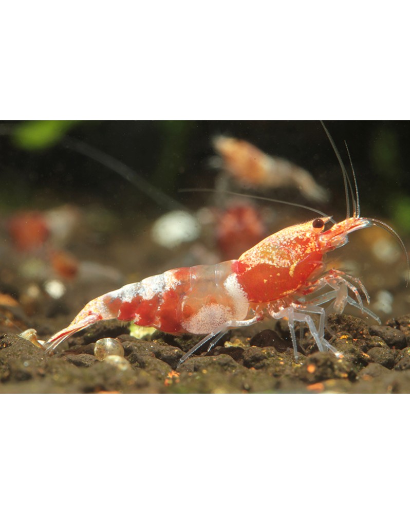 Caridina logemanni - Ocean Blue Shrimp Caridina Ocean Blue Shrimps....