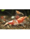 Caridina logemanni - Ocean Red Shrimp (Elev. France)
