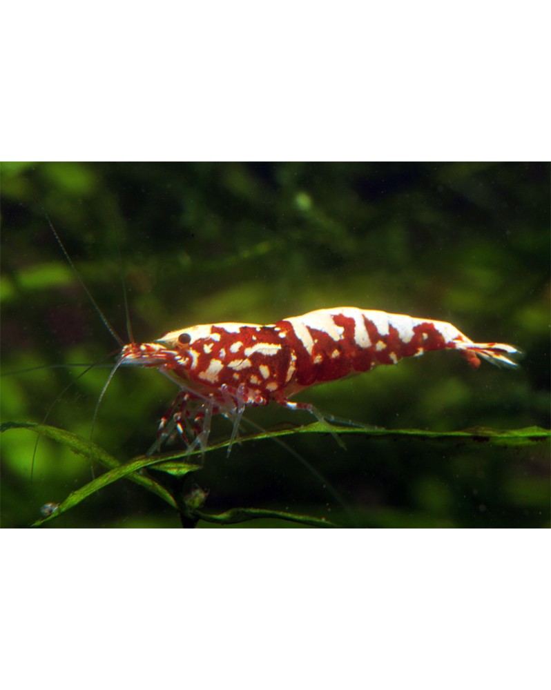 Caridina logemanni - Pinto Galaxy Souche Boa Caridina Taiwan Bee Ga...