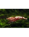 Caridina logemanni - Galaxy Red Red Souche Boa (Elev. 