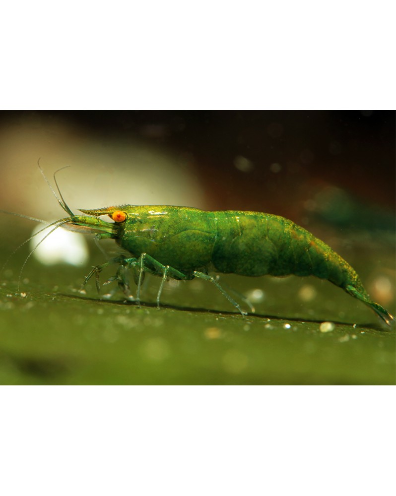 Neocaridina davidi - Green Jade Orange Eyes - Top (Elev. 