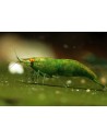 Neocaridina davidi - Green Jade Orange Eyes - Top (Elev. 
