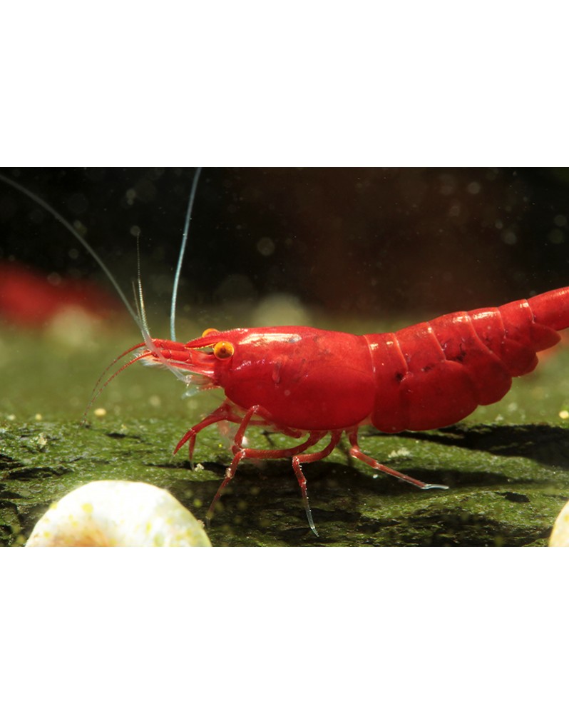 Neocaridina davidi - Bloody Mary Orange Eyes - Top (Red