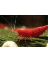 Neocaridina davidi - Bloody Mary Orange Eyes - Top (Red