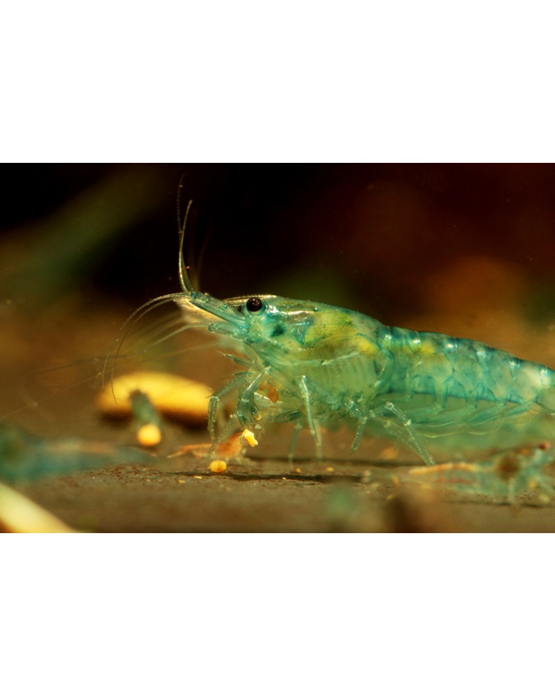 Neocaridina davidi - Red Cherry (Bien Rouge) (lot de 10) Red Cherry...