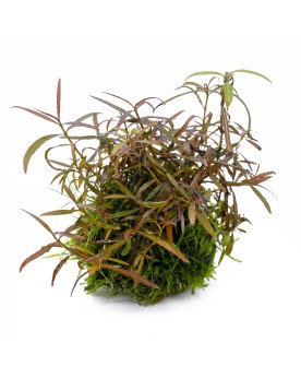 Modeling Soil 1l Substrat de sol de modélisation japonais spécial a...