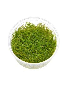 Amblysteglum serpens Nano-Moss  In Vitro! Amblysteglum serpens "Nan...