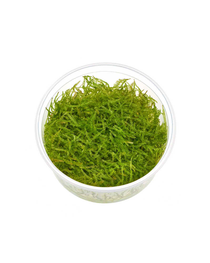 Amblysteglum serpens Nano-Moss  In Vitro! Amblysteglum serpens "Nan...