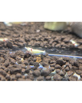 Enchère de Crevettes sur Photo - G1 - Galaxy Snowflakes - Lot de 5 ...