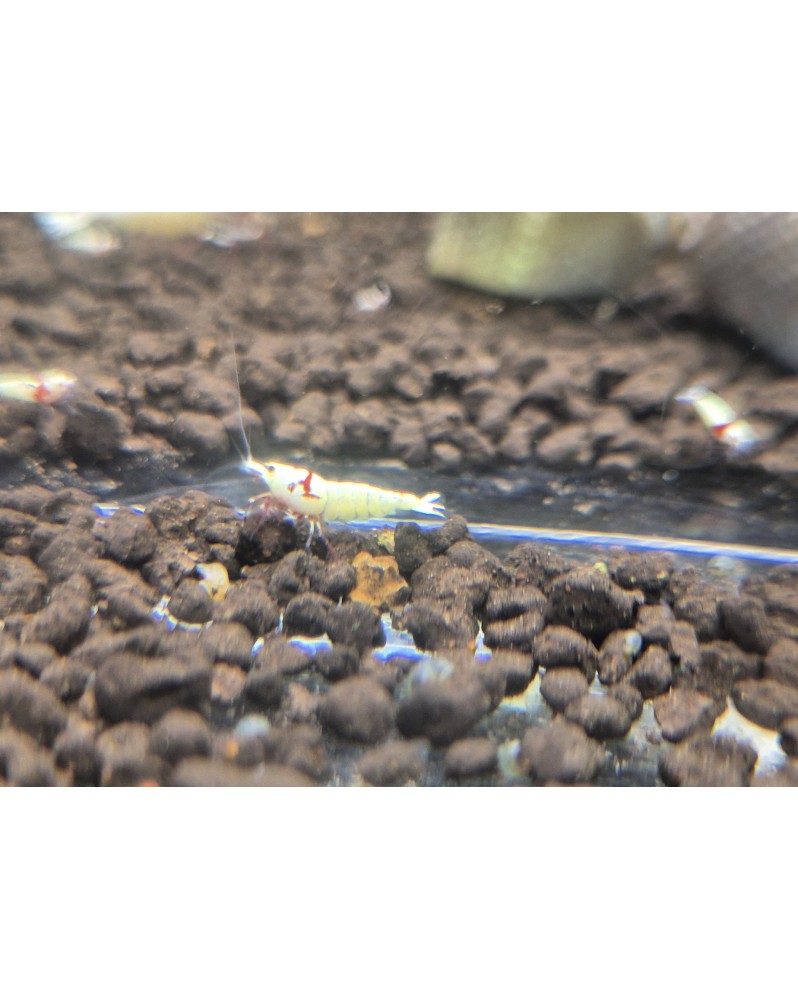 Enchère de Crevettes sur Photo - G1 - Galaxy Snowflakes - Lot de 5 ...