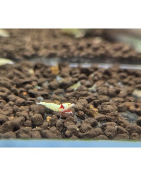 Enchère de Crevettes sur Photo - G1 - Galaxy Snowflakes - Lot de 5 ...