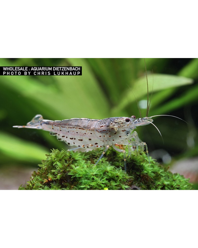 Caridina mutlidentata Japonica -  Amano  - M (2-4cm) - Lot de 10